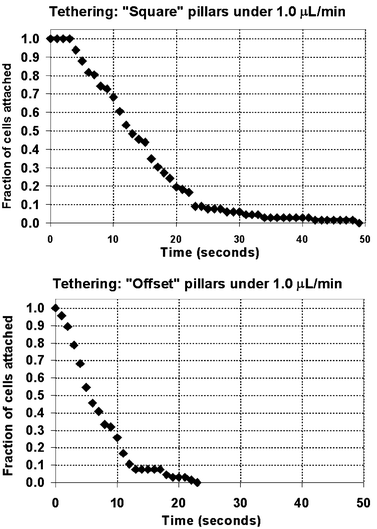 Fraction of cells remaining adherent vs. duration of cell tethering. In both types of pillars, the duration of cell tethering is distributed over tens of seconds. The durations are notably longer in the Square array, owing to the smaller tension force experienced by the tethering cells there. In the Square array, the tethering cell experienced only 5.8 to 11 pN of force; in the Offset array, the cell was exposed to 58 to 117 pN.