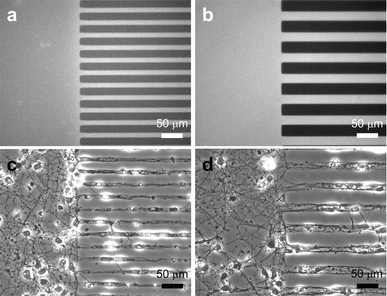 Micrographs of patterned PLL lines and primary rat cortical neurons cultured on micropatterned PLL on glass substrates. Bright areas indicate the regions of patterned PLL that were conjugated with FITC for visualization. Fluorescence micrographs of (a) 15 µm wide PLL lines separated by 15 µm spacing and (b) 25 µm wide lines separated by 25 µm spacing. Black regions in these two micrographs indicate etched areas where PLL was removed to expose bare glass. Phase-contrast micrographs of primary rat cortical neurons cultured for 8 DIV on PLL patterned glass substrates containing (c) 15 µm and (d) 25 µm wide lines. The images illustrate that neurons attached and preferentially sent out processes on the PLL patterned areas.