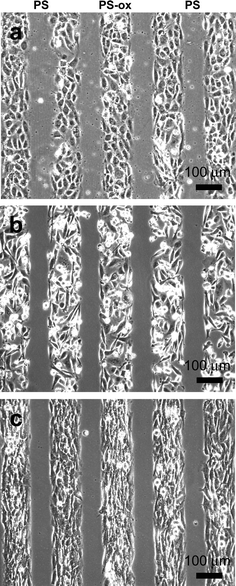 Phase-contrast micrographs of patterned mammalian cells cultured on reactive oxygen plasma treated non-tissue culture grade PS Petri dish. The images show (a) HUVEC cultured for 5 h, (b) MDA-MB-231 breast cancer cells cultured for 36 h, and (c) NIH 3T3 mouse fibroblasts cultured for 48 h on the modified oxidized PS patterns. A small patterning PDMS piece (10 × 10 mm2) with channels (120 µm wide, separated by 80 µm spacing and 100 µm deep) was placed on non-tissue culture grade PS Petri dish. The entire assembly was exposed to oxygen plasma for 2 min. The regions that were exposed to plasma (120 µm wide channels) were oxidized (PS-ox) and became hydrophilic. When cells were added to the modified Petri dish, they preferentially attached, spread, and proliferated on hydrophilic areas exposed to oxygen plasma.