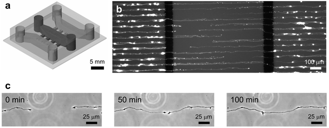 (a) Schematic drawing of a compartmented microfluidic neuronal culture device that was assembled on a PLL micropatterned glass substrate. Three compartments, separated by 100 µm wide barriers, fluidically isolated different neuron regions (soma and neurites were separated from each other). The barriers have embedded microgrooves (3 µm high and 10 µm wide) that allow neurites to grow across the barriers from somal to neuritic compartments. (b) Fluorescence micrograph of rat cortical neurons cultured on PLL patterned glass substrate (25 µm wide lines with 25 µm spacing) inside a compartmented microfluidic neuronal culture device. Neurons were plated into the outer two compartments and cultured for 6 DIV. Live cells were brightly stained by a viability dye, calcein AM. (c) A series of time-lapse images were taken at the middle compartment after 6 DIV of culture. The images show two different processes growing toward each other while respective somas were located in the two outer compartments. The processes follow and remain within the PLL pattern as they extend and eventually meet.