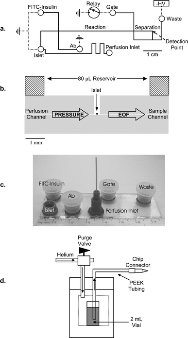 Microfluidic device to continuously monitor insulin release from islets of Langerhans with perfusion. (a) Layout of the device. Channels (lines) and access holes (circles) are drawn to scale. All channels were 6 µm deep. Electrical connections are shown as dashed lines. (b) Side-on, cutaway view of chip at the islet chamber. A single islet was contained in a 300 µm diameter chamber with an 80 µL fluid reservoir above. Pressure-driven fluid bathed the islet via the perfusion channel and flowed into the reservoir above. Solution around the islet was sampled by EOF through the sample channel. (c) Photograph of a completed 2.5 cm × 7.5 cm device. The larger ports contained 80 µL of solution and were capped during experimentation. The high pressure perfusion inlet (lower center port) was connected via PEEK™ tubing to a stainless steel pressure bomb containing a 2 mL vial of the perfusion solution (d).