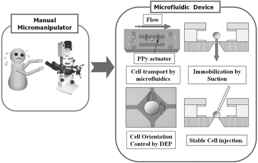 The functions of the cell processor.