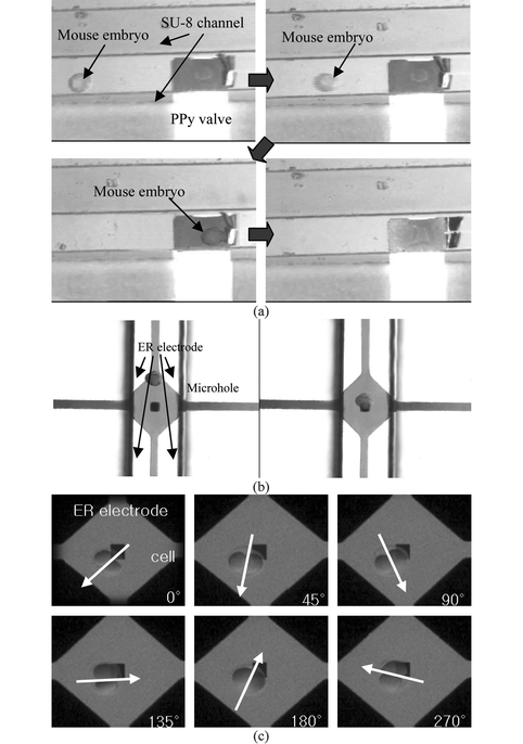 Still images from video clips showing the functions of the cell processor: (a) cell isolation by the actuation of the PPy valve in the microchannel, (b) transporting of the cell to the microhole, and (c) cell orientation by ER.