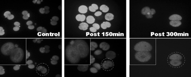 Distribution of mitochondria in mouse (B6CBA) embryo cells after manipulation by ER.