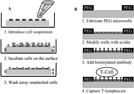 (A) Diagram of the cell seeding process. Step 1: Cell suspension is introduced into a petri dish containing a PEG micropatterned and protein-modified glass substrates. Step 2: Cells sediment, cover the surface conformally and interact with both PEG and glass regions of the surface. Step 3: After 30 min of incubation cells exposed to protein-modified regions of glass become attached, cells interacting with PEG regions do not attach and are aspirated. (B) Modifying glass attachment sites of PEG microwells with antibodies through avidin-biotin conjugation. Step 1: Fabricate array of microwells. Step 2: Place micropatterned template in avidin (10 µg mL−1 in PBS) for 1 h. Rinse surfaces with DI water. Step 3: Place glass substrate in solution of biotinylated antibody (3 µg mL−1 in PBS) for 2 h. Wash away unattached antibody molecules with DI water. Step 4: Add leukocytes and incubate for 30 min.