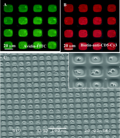 (A) Composite, brightfield and fluorescence, image of avidin–FITC immobilized in the attachment sites of PEG microwells (×400). (B) Composite picture of biotinylated anti-CD-Cy3 antibody bound to avidin-modified PEG microwells (×400). (C) SEM image of high-density arrays of MOLT 3 T-cells captured in 20 µm × 20 µm wells. Inset shows higher magnification view of cells captured in antibody-coated attachment sites (×1100).