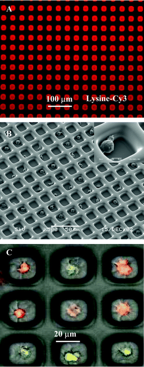 (A) Fluorescence imaging demonstrating selective immobilization of PLL-Cy3 in 20 µm × 20 µm PEG microwells (×100). (B) SEM of MOLT 3 T-lymphocytes residing in 15 µm × 15 µm PEG wells. Glass attachment pads of the microwells were coated with PLL. (C) Mixed population of two cell types, T-lymphocytes labeled with CellTracker™ Green and Raji B-lymphocytes labeled with CellTracker™ Orange, in the 20 µm × 20 µm PEG microwells (×800).