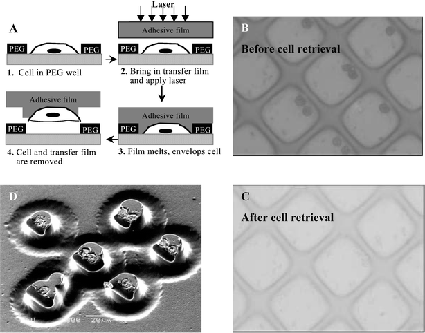 Retrieval of individual leukocytes from the cell array using LCM system. (A) Overview of cell removal. Step 1: Cells of interest are identified using light microscopy. Step 2: LCM cap containing a transfer film is brought into contact with the cell array after which focused laser beam is pulsed. Step 3: Transfer film melts and fuses with cells lying underneath. When the LCM cap is removed, cells remain preferentially attached to the transfer film. The cap is placed into an Eppendorf tube containing DNA, mRNA, or protein preparation buffers. (B) Nine cells are identified for retrieval and covered with a cap containing the transfer film (×400). (C) The same region after laser activation and removal of the transfer film (×400). (D) SEM image of the same nine lymphocytes imbedded in the LCM cap (×800).