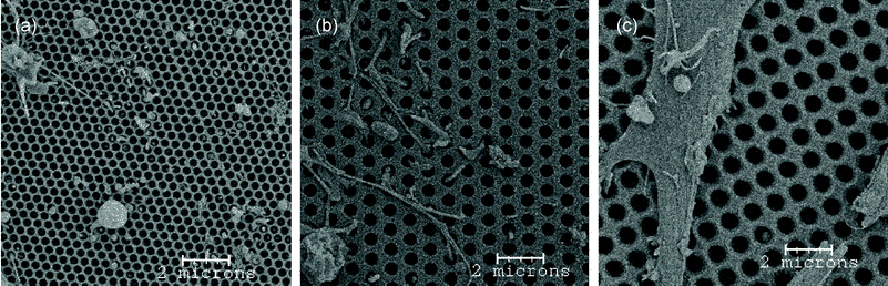 SEM images of the side opposite to astrocyte seeding on three membrane pore sizes: (a) 290 nm, (b) 420 nm, (c) 600 nm. Cells were able to readily grow through the 600 nm pores, one to two cells per membrane grew through 420 nm pores, and no cells were able to get though the 290 nm pores. This figure also illustrates the different morphologies of the astrocyte extensions that grew through the pores.