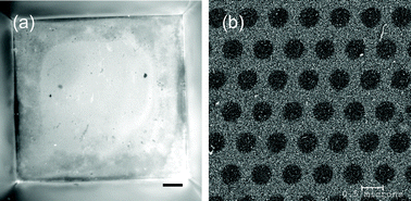 (a) Fluorescent image showing positive labeling of collagen type I on the backside of the fabricated membrane. The entire membrane well is shown in this picture. Scale bar = 100 µm. (b) SEM picture of the spun, cross-linked collagen membrane spanning the SiN membrane pores.