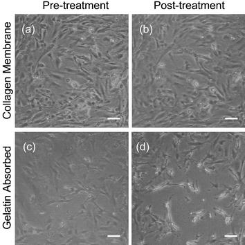 Phase contrast images of astrocytes grown on either: (a), (b) cross-linked collagen membranes on silicon nitride or (c), (d) 0.1% gelatin absorbed silicon nitride. The chips were treated by simulating the TER measurement process by removing them from the medium environment and holding them in air for 30 s. The results show that astrocytes are nearly the same before (a) and after (b) on the spun collagen membrane, but they retract and some detach (c) after treatment on the gelatin absorbed silicon nitride. The lower contrast between the cells and the background in image (c) is due to the imaging equipment and does not indicate a change in the cells upon air exposure that increases contrast. The silicon nitride windows were not patterned with pores for this experiment. Scale bar = 100 µm.