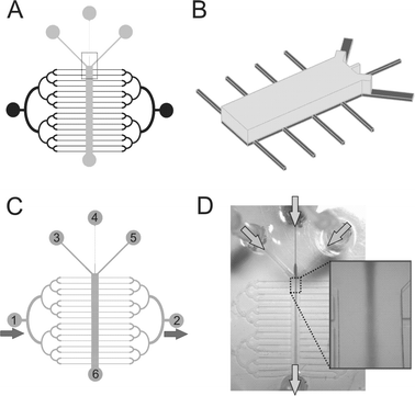 Schematics and operation of the microfluidic device. (A) The short-term microfluidic perfusion network (ST-μFN) is shown in gray and the long-term microfluidic perfusion network (LT-μFN) is shown in black. (B) Schematics of the fragment (boxed in (A)) of the master mold showing two layers: Layer I is shown in dark gray and Layer II is shown in light gray. (C–D) Two modes of operation of the device: (C) medium is gravity-fed through the LT-μFN from inlet “1” to “2” to maintain a viable cell culture; “3–5” are inlets and “6” is the outlet for the ST-μFN; (D) hydrodynamic focusing in the device: a central stream carrying a soluble factor gets “squeezed” by two side streams; Arrows indicate the direction of the flows.