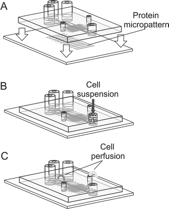 Schematics of the device assembly (A), cell seeding (B) and cell perfusion (C).