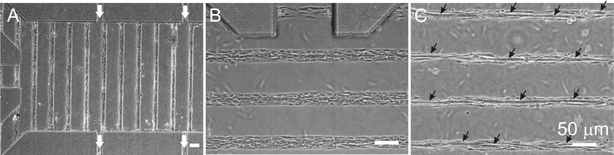 Micropatterned C2C12 cells in microfluidic culture under continuous perfusion. (A–B) Phase-contrast images taken 3 days after seeding at 4×
							(A) and 10× magnification (B), showing confluent single myoblasts attached to adhesive tracks; white arrows indicate the direction of the medium flow; (C) Phase-contrast image taken 7 days after seeding, showing myotubes (black arrows) resulting from myoblast fusion.