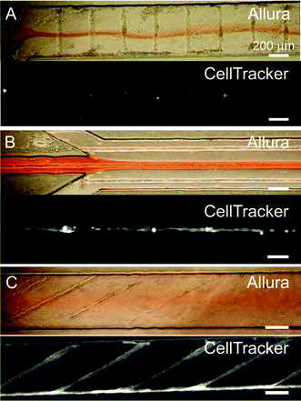 Heterogeneous flows over cellular micropatterns. (A, B, and C, upper color images). Phase-contrast images showing both the cells and the heterogeneous flow pattern with a central stream carrying a red food dye (“Allura”). (A, B, and C, lower grayscale images). Fluorescence microscopy images of the cells after exposure to a live cytoplasmic dye (“CellTracker”) that was confined to the central stream. The cells' topography disturbs the flow pattern dramatically in A and in C (see text).