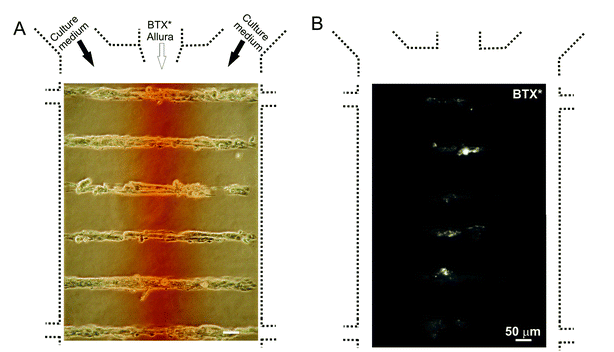 Focal exposure of myotubes to fluorescently labeled α-bungarotoxin (BTX*), which tags AChRs and AChR clusters in the stimulated area. (A) Phase-contrast image showing both the myotubes and the heterogeneous flow pattern. Red dye (Allura) was added for visualization of the central stream. (B) Fluorescence microscopy image showing myotubes after exposure to BTX*.