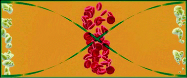 Cross-section of channel with erythrocytes and lipid particles. When the ultrasound is turned on the two particle types are separated.