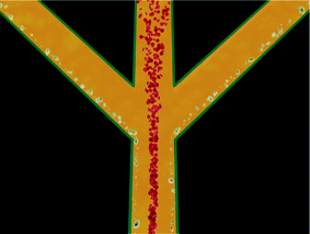 If the main channel is split into three outlet channels the laminar flow properties makes it possible to collect erythrocytes and lipid particles separately.