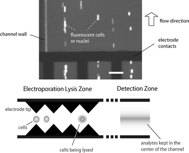 (top) Dielectrophoresis effect observed in the flow channels. The image has been contrast-enhanced. (bottom) Schematics of the saw-tooth microelectrodes acting as a DEP device for focusing intracellular materials after electroporation. The scale bar in the top graph is 80 µm.