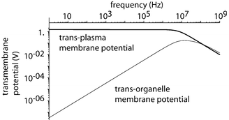 Modeling results for external applied trans-membrane potentials for cells and sub-cellular organelles.