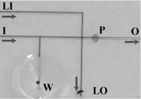 Close-up of the channel network of the zona pellucida removal device. Embryos are placed in the well (W). Fluid is drawn through the outlet (O), moving the embryos to the constricted parking (P) region. A plug of lysing agent is formed by flowing acid Tyrode's medium from the lysis inlet (LI) to the lysis outlet (LO). The embryos are then exposed to the acidic plug by flowing fluid from the main inlet (I) to outlet (O). Arrows show the direction of fluid movement.