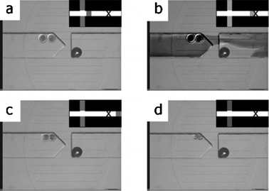 Series of photomicrographs showing chemical zona pellucida removal. Schematic of the channel network in the upper right corner of each photomicrograph shows the position of the lysis plug. (a) The embryos are first brought into the parking area. (b) Diffuse lysis plug (darkened fluid) flows over the embryos.Digital adjustment of photomicrograph contrast allows for better visualization of lysis solution.
					(c) Lysis plug is removed from parking region as ZP begins to degrade. (d) The denuded embryonic cells in intimate contact. A bubble is seen as a dark circle on the right side of the images and does not interfere with device operation.