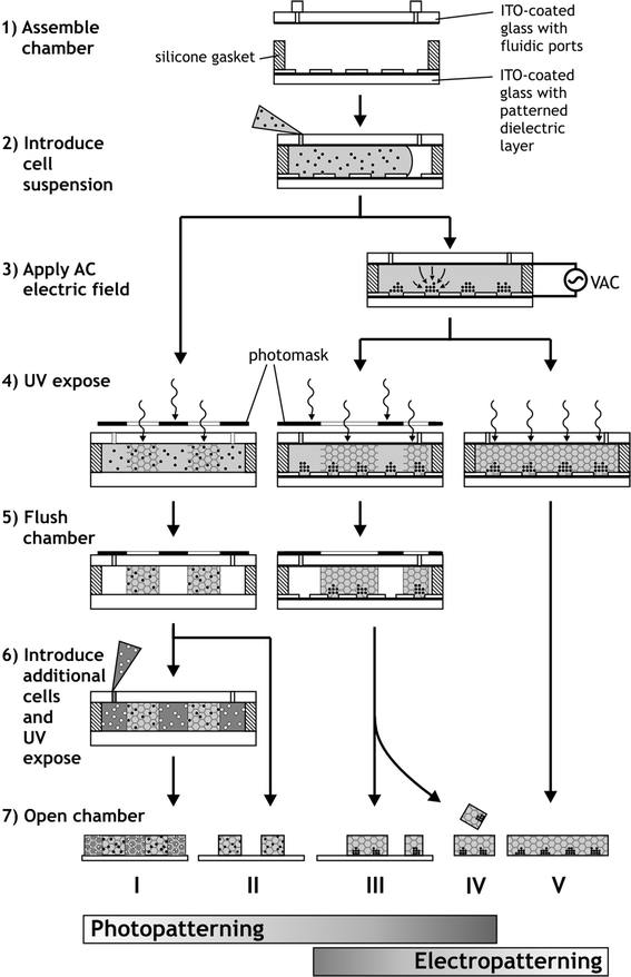 Process flow for the formation of hydrogel microstructures containing living cells by hydrogel photopatterning, cell electropatterning, or a combination of both techniques. Classified by Protocol number, resulting hydrogels are either photopatterned (I, II, III, IV) or unpatterned (V), contain cells randomly encapsulated (I, II) or in clusters (III, IV, V), are linked to a substrate (I, II, III) or free-floating (IV, V), and may contain multiple cell types (e.g., I).