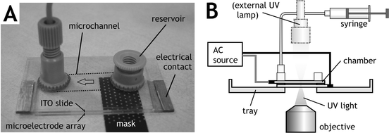 Photograph and diagram of the patterning apparatus. (A) A photomask placed beneath demonstrates transparency of the flow chamber. (B) The apparatus is loaded onto the microscope stage for visualizing cell patterning and for UV exposure by either the microscope or an external source.