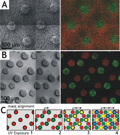 Examples of photopatterned hydrogel microstructures containing living cells. (A) Red and green-labeled cells encapsulated within distinct 500 µm diameter domains of a 250 µm thick hydrogel layer (Protocol I), viewed in brightfield montage and epifluorescence. (B) Cells encapsulated within an array of micropatterned hydrogel islands (Protocol II). Repeated photopatterning through an incrementally shifted mask forms a multiphase microstructure array containing many cell types (C).