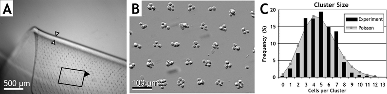 DEP electropatterned hydrogel formed via Protocol V. (A) Low-magnification view of fibroblast clusters arrayed 100 µm apart within a 100 µm thick PEGDA hydrogel (arrows). The gel is free-floating and folded, showing the embedded cluster array in the upper portion; lower portion is out of the focal plane. (B) Magnified view of the array in panel A as indicated. (C) Histogram of cell cluster size for a similar construct with a density of 115 clusters mm−2 and average of 4.8 ± 1.9 (SD) cells per cluster. Poisson distribution is computed using average cluster size.