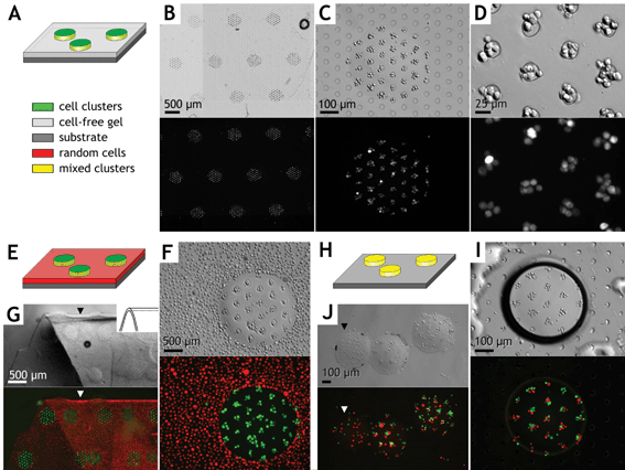 Examples of combined photo- and electropatterned hydrogel microstructures. Micrographs are shown in Hoffman modulation contrast above and identical fields in epifluorescence below. Example 1
						(A–D): Green-labeled cell clusters were arrayed 75 µm apart within 450 µm diameter domains of a 100 µm thick rectangular hydrogel slab (Protocol III). Low (B), medium (C), and high (D) magnification images of a single construct are shown. The microelectrode array is visible in panels B, C, and I (circles). Example 2
						(E–G): Hydrogel microstructure array with electropatterned green-labeled cells surrounded by a field of randomly distributed red-labeled cells (i.e., without electropatterning). The hydrogel is shown released from the chamber and folded (G) to demonstrate cross sectional thickness (arrows) and retention of complex cell patterns within the flexible hydrogel. Example 3
						(H–J): A mixed population of green and red labeled cells formed heterogeneous clusters 100 µm apart and within individual 400 µm diameter hydrogel microstructures and surrounded by air (I, dark boundary in Hoffman modulation contrast). (J) Free cylindrical hydrogel “pucks” containing the heterogeneous cluster arrays after release from the glass substrate (Protocol IV). Note one “puck”
						(J, arrow) contains unclustered cells created via Protocol II from the same mixed cell population.