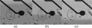 Two cells, circled, are exposed to dyed solution (left) and clear solution (right). Both cells are first exposed to dyed solution (a), then each to different media (b) and finally both to clear solution (c).