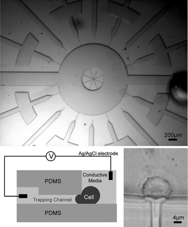 
            The layout of the chip and cell. (a) The two wide inlet channels on the left and right are used for cell input and output. An electrode is connected to one of these main channels. The other electrode is connected to the small channel where the cell is trapped. (b) A schematic of the cross-section of the chip. When trapped, a cell is pulled laterally into the small trapping channel by applying a negative pressure. The trapped cell acts as a high resistance component in the circuit. (c) An image showing the cell trapped in the channel. The cell extends into the channel leaving a tail-like structure in the channel. Because of its viscoelastic nature, the cell retains its shape after the negative pressure is removed.