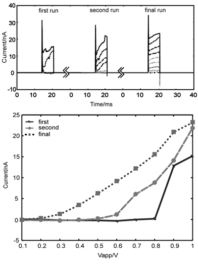 
          The hypothesis of reversible electroporation is supported. (a) The current in the ‘second run’, (the subsequent application of the 0.1 V–1 V sequence with the resting period of ∼60 s) shows similar characteristics of low current at low applied voltages as the ‘first run’. This implies the cell has returned to higher resistance. The ‘final run’ shows a cell after multiple pulse ‘runs’, in which a much more linear response is achieved. We assert that this illustrates the cell finally loses its ability to reseal. (b) Shown to compare the electrical characteristics of a cell resealing and one that can no longer.