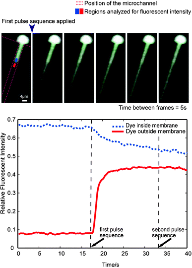 
          Time-lapsed fluorescent analysis. (a) A Calcein AM treated HeLa cell is trapped on a channel, and a pulse sequence as one shown in the inset of Fig. 4a is applied. Within 1 second after the pulse sequence the fluorescent dye begins to move out from the cell region within the channel. The dye continues to move out of the cell after the pulse. The interval between frames is 5 s, and the pulse sequence is applied after the first frame. (b) The intensities of two regions indicated in (a) is plotted. After the application of the first pulse sequence, a rapid (within 3 s) convergence of the intensities of the two regions is observed, indicating the pulse application creates pathways for dye diffusion across the membrane. The fluorescent intensity curves do not completely converge even after repeated ‘runs’, suggesting calcein dye binding to cytoplasmic component. The fluorescent result does not provide information about membrane resealing because the dye diffusion reaches equilibrium after the first pulse sequence. The ‘second run’ thus has no effect on the dye gradient.