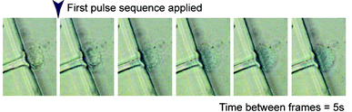 
          Time lapsed video of Trypan blue entering the cell. The cell is trapped in a channel when the pulse sequence is applied. After the pulse sequence application, the cell turns distinctly blue as the dye diffuses through the electropores and concentrates inside the cell. It can be observed that the blue dye first appears in the cell at the region within the channel, and gradually migrates throughout the cell.