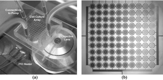 Picture of the proposed system. (a) A 10 × 10 microfluidic cell culture array was bonded to a coverglass and mounted on a transparent ITO heater. Stainless steel plugs with soft tubings connected the device to a syringe pump for fluidic control. Cell growth was monitored using an optical microscope. (b) Stable gradient generation across the columns of the array. A blue and yellow dye was diffusively mixed and flowed from top to bottom, creating 10 different concentrations.