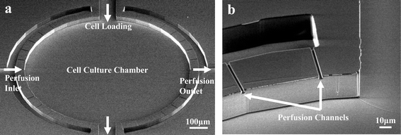 High aspect ratio design. (a) SEM picture of a single unit of the arrayed device before bonding. Multiple perfusion channels surround the main culture chamber. The microchamber is 40 µm in height with a diameter of 1 mm. Each culture unit has four fluidic access paths. (b) SEM image of perfusion channel dimensions. Each perfusion channel had a width of 2 µm and height of 2 µm.