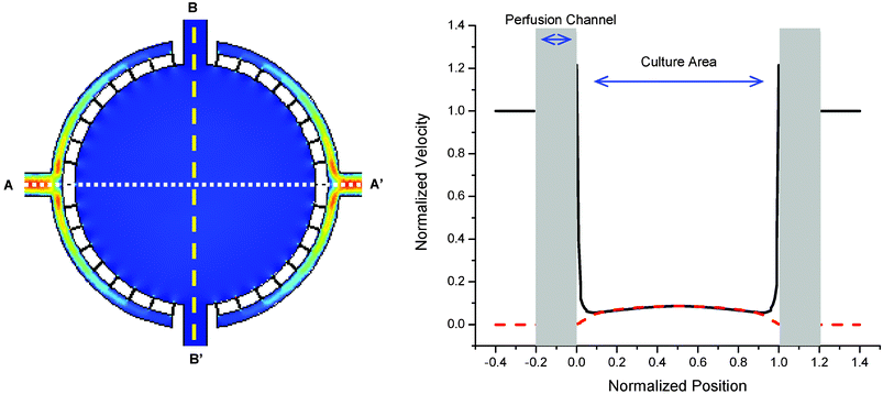 Finite element simulation of fluid velocity inside the chamber. Cross sections are plotted along the axis of perfusion (A–A′ solid line) and the perpendicular axis (B–B′ dashed line). Due to the high aspect ratio between the perfusion channels and the cell culture chamber, the velocity profile inside the microchamber is uniform within 5% of the inlet velocity over 90% of the culture area.