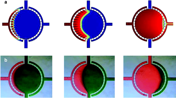 Mass transfer. (a) Simulation of fluid flow through the microfluidic cell culture chamber. Medium is introduced from the perfusion inlet at 0.2 µL min−1. The entire chamber is evenly filled, suggesting mass transfer can be assumed uniform for cells at different locations in the chamber. Images depicted after 2, 5, and 15 s of flow. (b) Flow of colored dye at the corresponding time points verifies the mass transfer simulation.