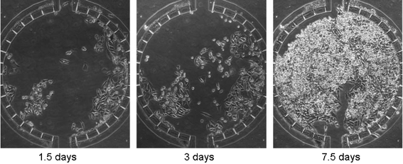 Cell growth inside the microfluidic cell culture array. Mammalian HeLa cells (human cell line derived from cervical cancer) were used to characterize growth inside microfluidic chambers. Cells were loaded from the top channel on day 0. Buffered culture medium supplemented with serum was continuously supplied from the perfusion inlet. Cell growth was recorded daily. At day 7.5, cells were grown nearly to confluency.