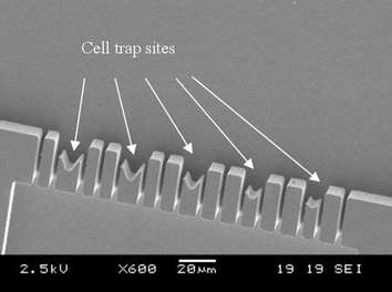 SEM picture of the trapping sites (close-up) for layout 1.