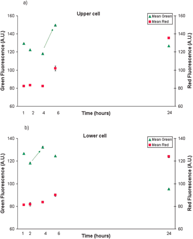 TNF/CHX induced apoptotic cell death dynamics. Green (FLICA) and red (PI) fluorescence intensity of upper (a) and lower (b) HL60 cell in time (trend is indicated by the arrow.)