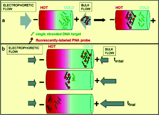 Schematic illustration of two TGF assays. The stationary assay (a) is performed by first focusing the ssDNA targets and then introducing the PNA probe into the bulk flow of the buffer. Scanning TGF (b) is performed by first focusing the DNA/PNA hybrid on the cold side of the temperature gradient and then changing the bulk flow to move analyte spatially through the temperature gradient so that its melting temperature can be measured. Adapted with permission. Copyright 2004 The American Chemical Society.