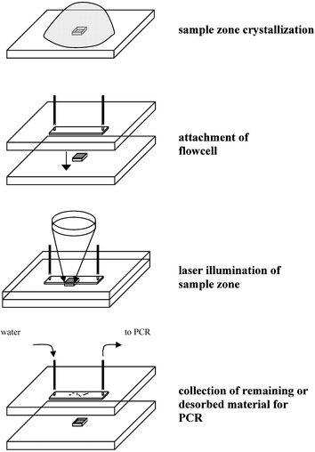 Schematic of laser induced spore disruption on a microchip.