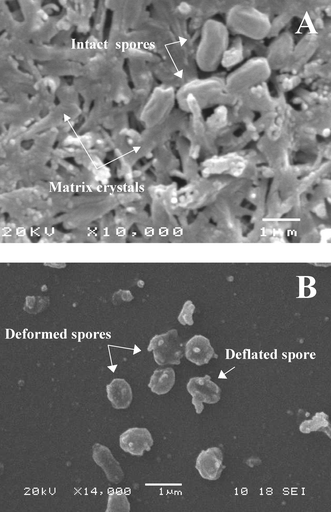 SEM images of spores before and after laser illumination at 170 mJ cm−2. (A) 108 cfu mL−1B. globigii spores embedded in 10 mg mL−1 3-HPA matrix. (B)
					B. globigii spores desorbed from nanovial and deposited into flowcell microchannel after 2 min laser illumination at 30 Hz. For (B)
					no MALDI matrix was employed to facilitate interpretation of deposited fragments.