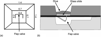 (a) Top view of the flap valve at the bottom side of each inlet hole (the dimensions are given in mm) and (b) cross-section of the inlet hole with flap valve, glass slide and glue.