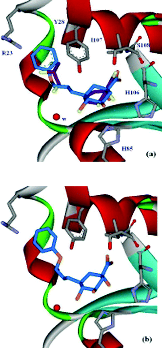 15
					(a) Active-site view of the S. coelicolor type II dehydroquinase crystal structure with 3 and glycerol (purple) bound (PDB code: 1GU110). Comparison between the position of 3 and the docking result of 7
					(blue); (b) active-site view of the S. coelicolor type II dehydroquinase crystal structure with 7
					(blue) bound (PDB code: 2BT4).