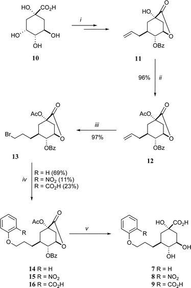 Reagents and conditions: (i)
					ref. 16; (ii) Ac2O, pyridine, RT; (iii) HBr, CCl4, RT; (iv) 2-RPhOH, NaH, NaI, MeCN, Δ; (v) 1. NaOH, H2O–MeCN (1 : 1), 2. HPLC purification (reverse phase, H2O–MeCN gradient).