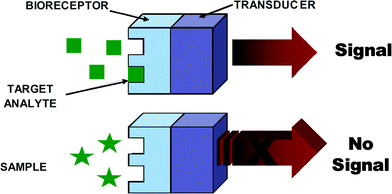 A schematic diagram of a typical biorecognition element.